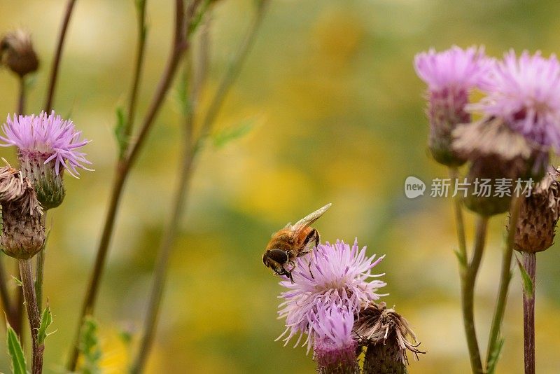 Andrena fulva在田野蓟上